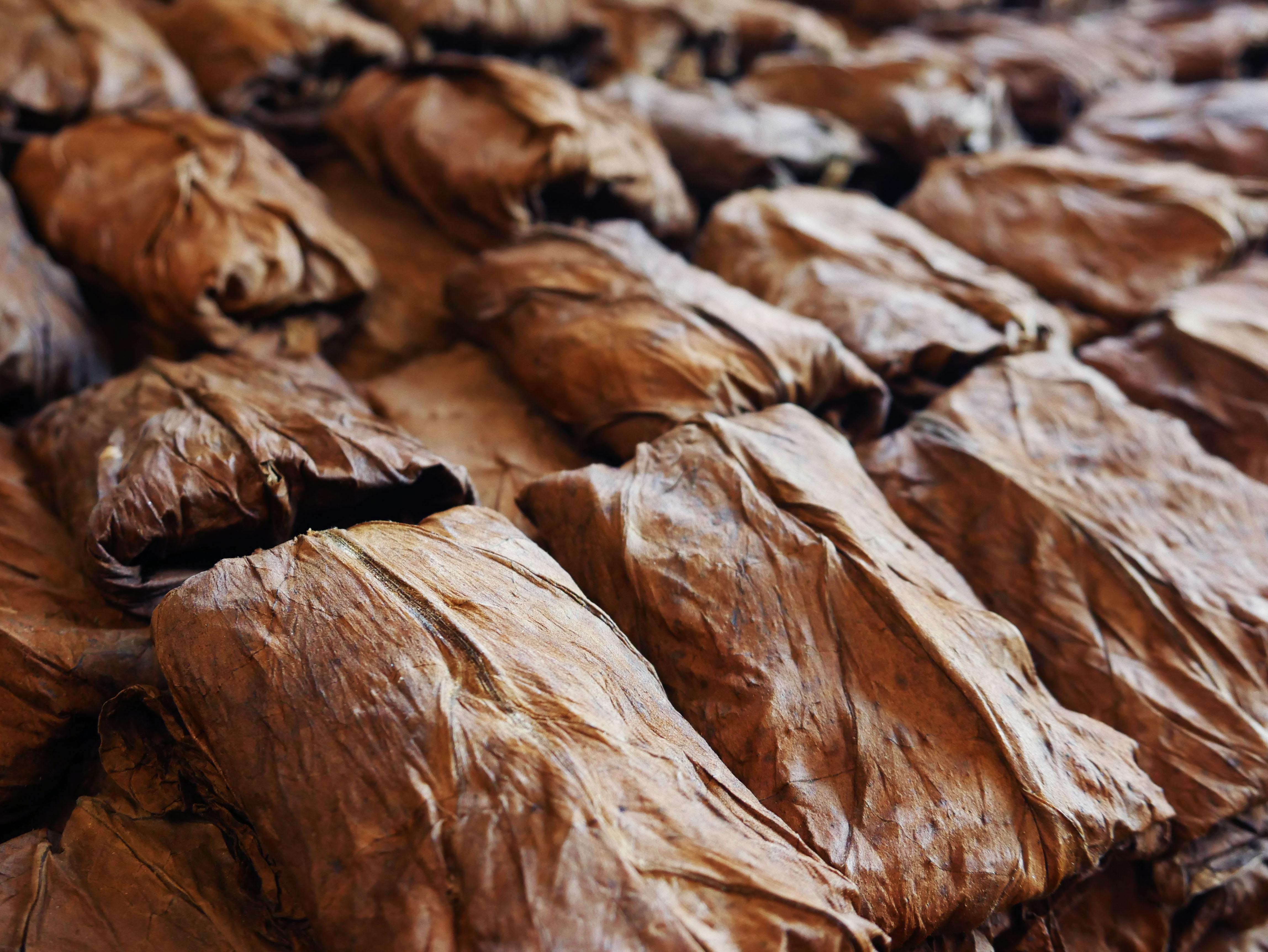 Single Fronto Leaf Dark. Leaf Only Packaged Fronto Wrapper Tobacco